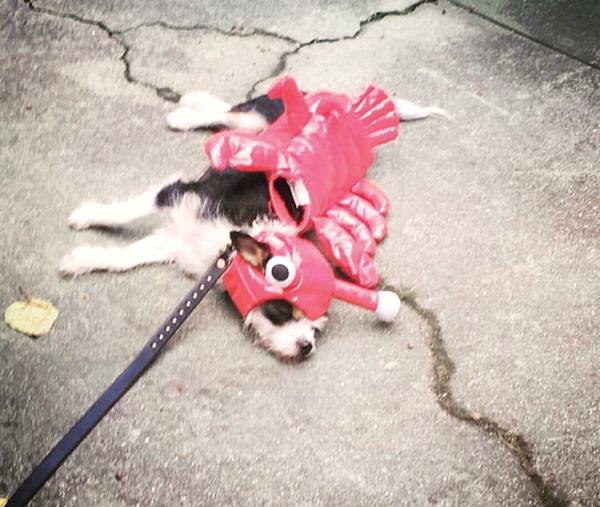 /Images/uploads/Sacramento Shelter Pets Alive/sspacostumecontest/entries/15429.jpg